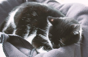 Cat naps in blanket