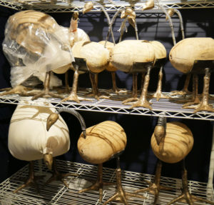Bare chickens on shelving