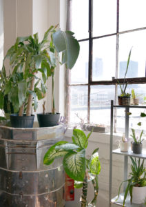 The huge windows in Evie's studio allow her to have a green corner.