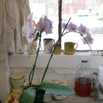 An orchid enjoys all the light in the Sweet Destructor studio.