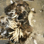 A box of found feathers that Jillian has collected to use in her art.