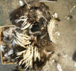 A box of found feathers that Jillian has collected to use in her art.