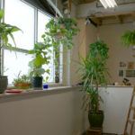 Plant corner! In Kathy's studio space.